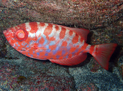 Heteropriacanthus fulgens