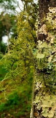 Usnea
