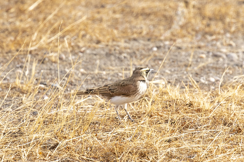 iNaturalist observation photo of Horned Lark
