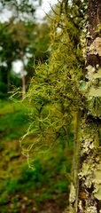 Usnea
