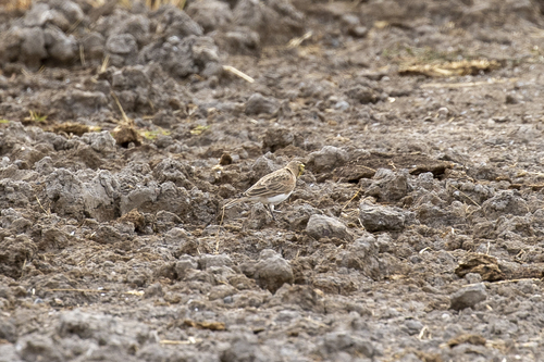iNaturalist observation photo of Horned Lark
