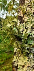 Usnea