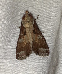 Condica imitata