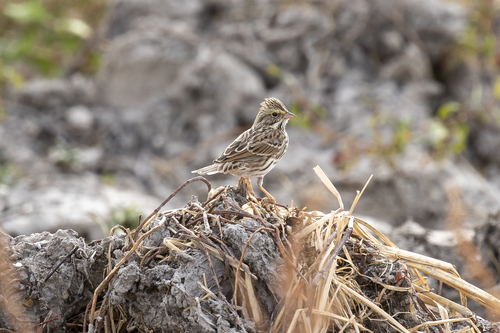 iNaturalist observation photo of Savannah Sparrow