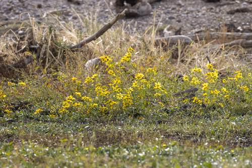 iNaturalist observation photo of Beggarticks