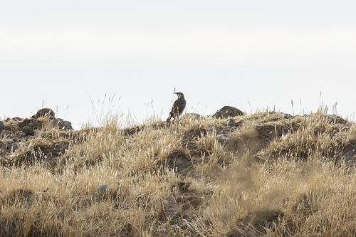 iNaturalist observation photo of Western Meadowlark