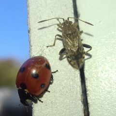 Stictopleurus