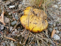 Suillus pseudobrevipes