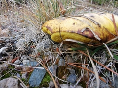 Suillus pseudobrevipes