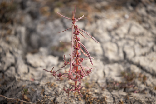 iNaturalist observation photo of Scarlet Toothcup