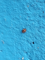 Eriopis connexa