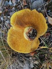 Suillus pseudobrevipes