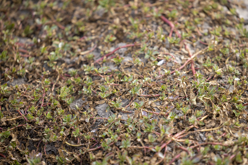 iNaturalist observation photo of Plants