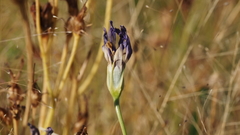 Eustoma exaltatum exaltatum