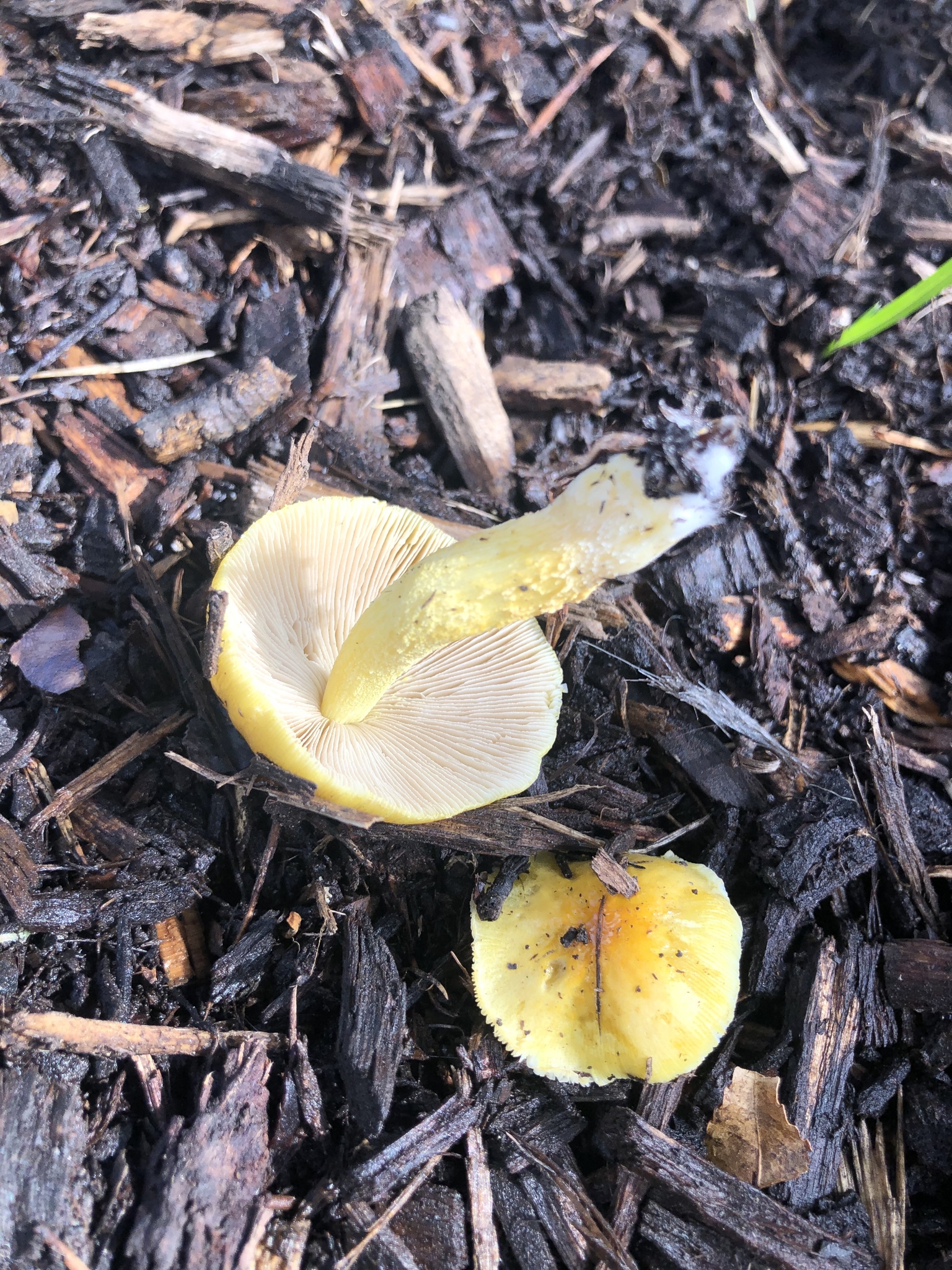 Bolbitius titubans olivaceus