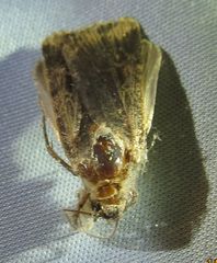 Ochropleura
