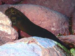 Ophioblennius atlanticus