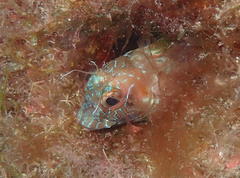 Parablennius goreensis