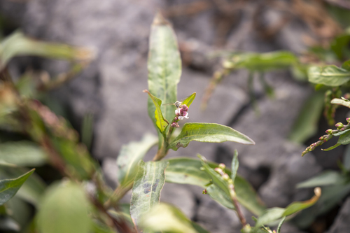 iNaturalist observation photo of knotweeds, smartweeds, and waterpeppers