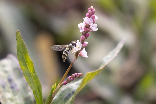 iNaturalist observation photo of Exotic Streaktail