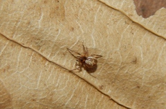 Nemoscolus cotti