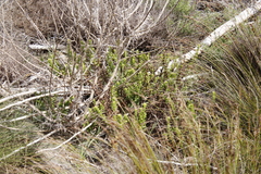 Pseudoselago serrata