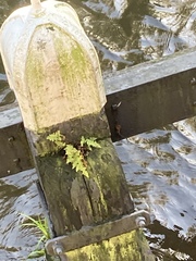 Asplenium adiantum-nigrum
