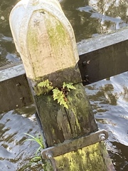 Asplenium adiantum-nigrum