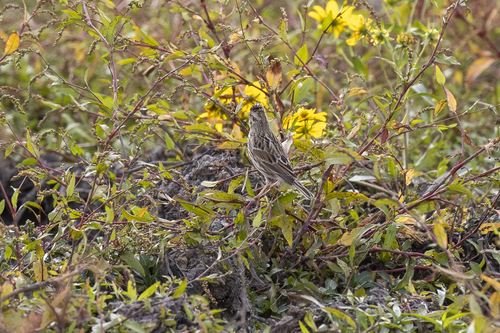 iNaturalist observation photo of Savannah Sparrow