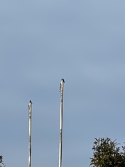Hirundo neoxena