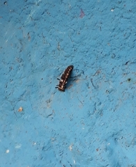 Eriopis connexa