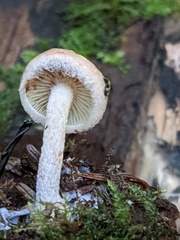 Pholiota scamba