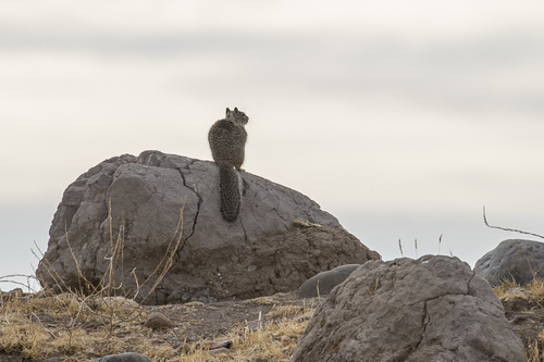 iNaturalist observation photo of California Ground Squirrel