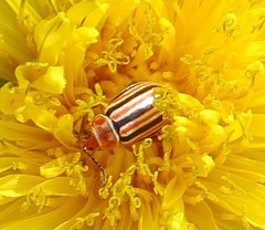 Disonycha admirabila