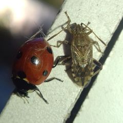 Stictopleurus