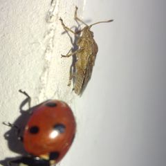 Stictopleurus