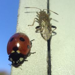 Stictopleurus