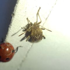 Stictopleurus