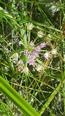 Allium drummondii