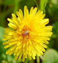 Disonycha admirabila