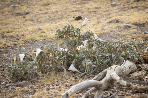 iNaturalist observation photo of Sacred Datura