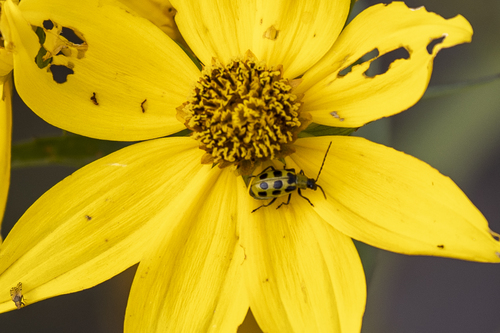 iNaturalist observation photo of Spotted Cucumber Beetle