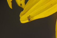 Dioxyna picciola