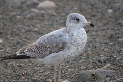 Larus delawarensis