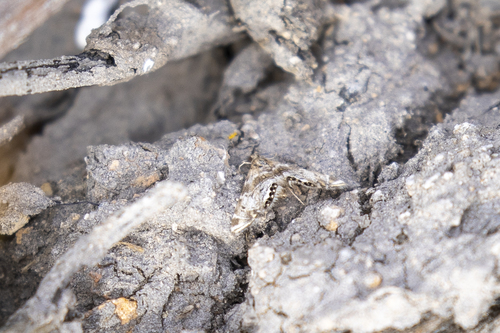 iNaturalist observation photo of Confusing Petrophila