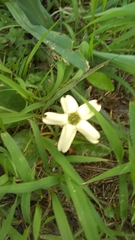 Jaborosa runcinata