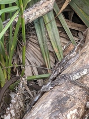 Coluber constrictor latrunculus