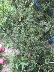 Galium latoramosum