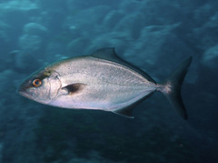 Seriola rivoliana