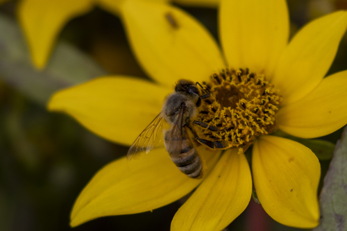 iNaturalist observation photo of Western Honey Bee